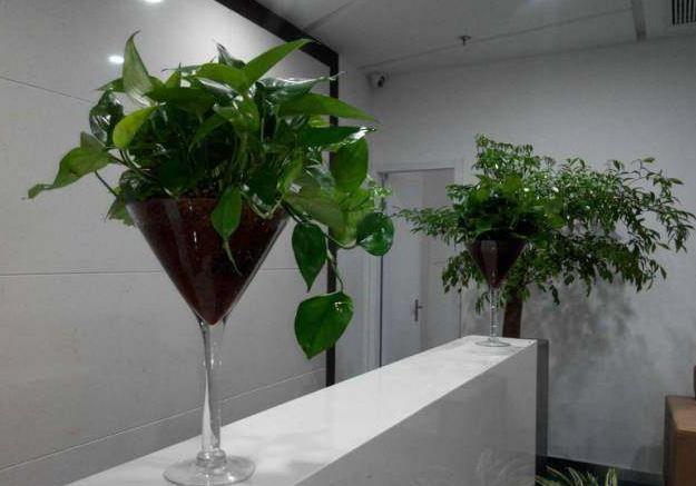 老板办公司植物