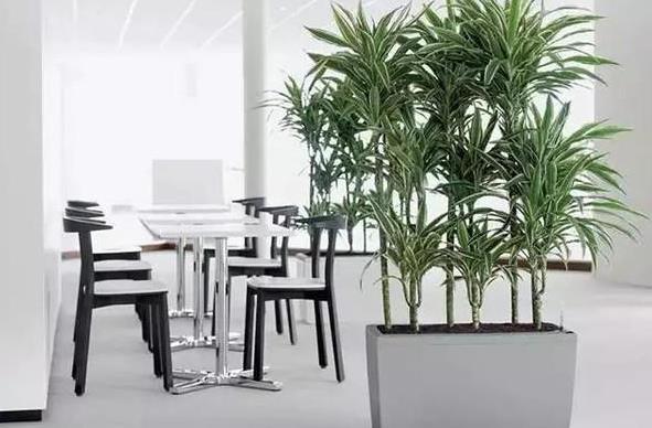 老板办公司植物